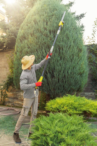 Reliable Oakwood, IL Tree Removal and Landscaping Services Solutions